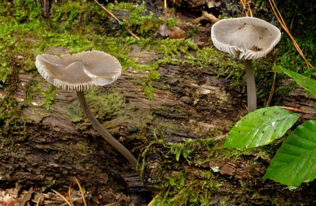 Rillstieliger Helmling (Mycena polygramma) - © Michaela und Gernot Friebes